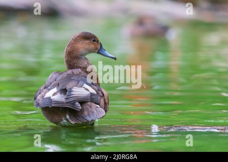 The duck stands on a wooden log that leads just above the water Stock Photo