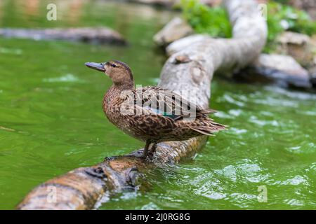 The duck stands on a wooden log that leads just above the water Stock Photo