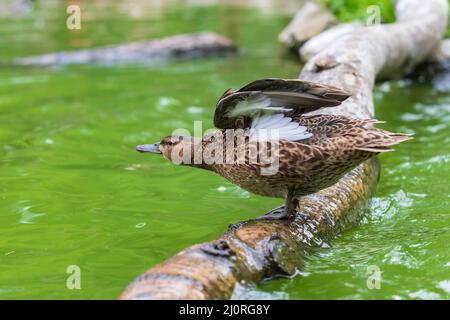 The duck stands on a wooden log that leads just above the water Stock Photo