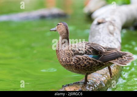 The duck stands on a wooden log that leads just above the water Stock Photo