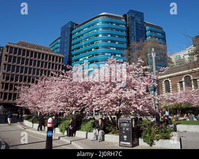 Aldgate Square, Pink Blossom and modern tower block in the city of London, England Stock Photo