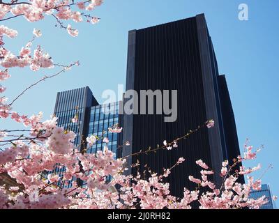 Pink Blossom and modern tower block in the city of London, England Stock Photo