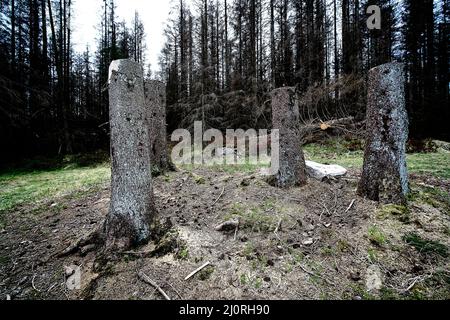 Tree Stumps in Harz Mountains Stock Photo
