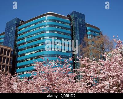 Aldgate Square, Pink Blossom and modern tower block in the city of London, England Stock Photo