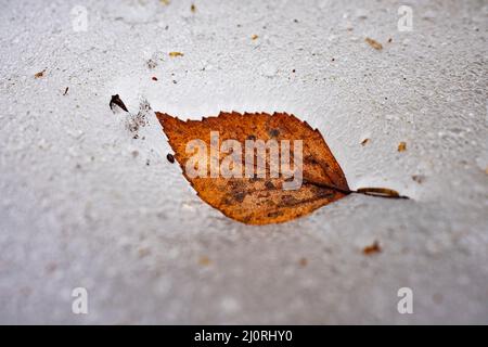 Fallen leaf on ice surface in Kemeri National Park, Latvia Stock Photo