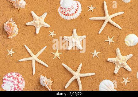 Starfish of different shapes and shells on the sand. Top view, horizontal. Stock Photo