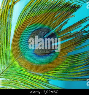 Colorful and Artistic closeup of Peacock Feather. Abstract macro peafowl feather, multicolored exotic bird Stock Photo