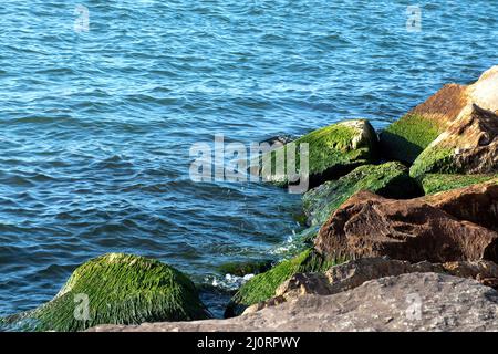 Green algae growing on rocks in Lake Michigan Stock Photo