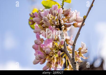 Gliricidia sepium, often simply referred to as its genus name Gliricidia, is a medium size leguminous tree belonging to the family Fabaceae Stock Photo