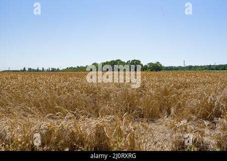 a field with golden ears of wheat on a hot summer day, blue sky Stock Photo
