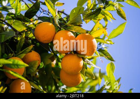 Fresh oranges growing on a tree in California home garden  , USA Stock Photo