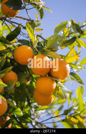 Fresh oranges growing on a tree in California home garden  , USA Stock Photo