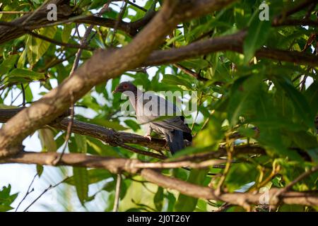 Scenic view of a scaly-naped pigeon perched on a wooden tree branch Stock Photo