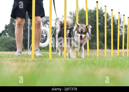 Portrait of a young Finnish Lapphund dog doing zig zac or slalom in agility course Stock Photo