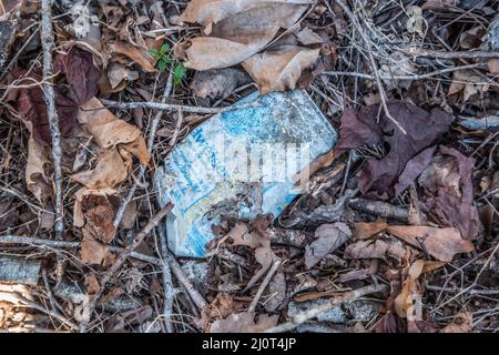 Old faded dirty and long forgotten smashed Budweiser beer can on the ground in the forest littering the environment surrounded by twigs and fallen lea Stock Photo