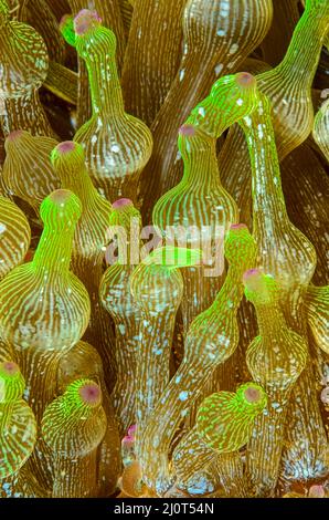 Bulb-tentacle Sea Anemone , Entacmaea quadricolor, Alor, Nusa Tenggara, Indonesia, Pacific Stock Photo