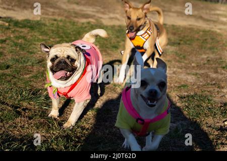 Three dogs run and leap happily. Stock Photo