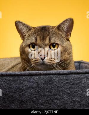 Adult cat lies in a gray felt bed on a yellow background. The animal is resting and looking Stock Photo