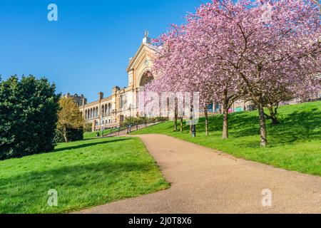 Cherry blossoms in Alexandra Park, London, UK Stock Photo