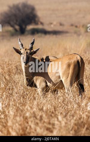 Eland Bull, Kruger National Park Stock Photo