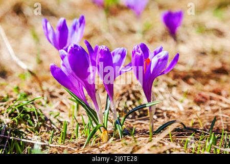 Wild Mountain Crocus. Spring Primrose. Early Flower. Beautiful Natural 