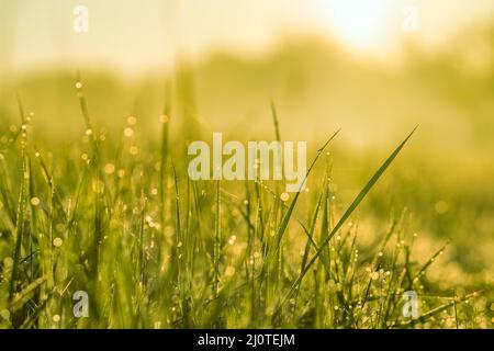 Meadow grass with dew drops in morning light close-up Stock Photo