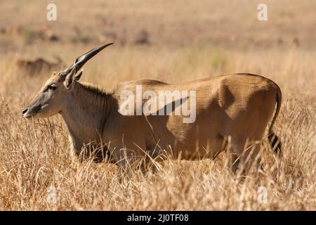 Eland Bull, Kruger National Park Stock Photo