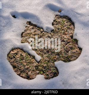 Melting snow on the fields in early spring. Natural spring background. Stock Photo