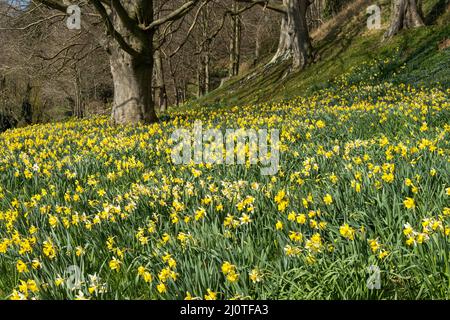 A profusion of daffodils at the Weir Garden, Herefordshire Stock Photo