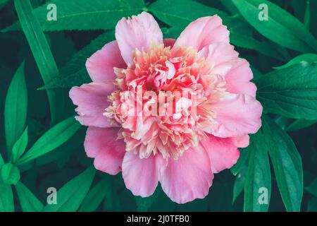 Blooming flower pink peony close-up Stock Photo