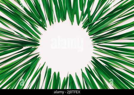 Round frame made from green leaves of Narcissus on white background with space for text, top view. tinted photo Stock Photo
