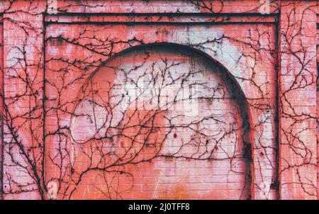 Brick wall with arch overgrown with climbing plants, toned in the color of living coral Stock Photo