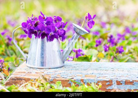 A bouquet of forest flowers of violets in a tin watering can on a blue wooden retro board on a flower meadow close-up with copy Stock Photo