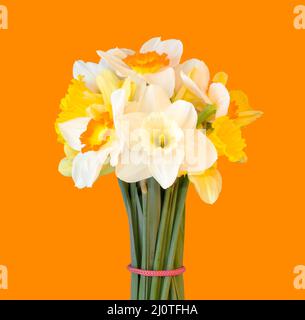 A bouquet of daffodils isolated on orange background Stock Photo