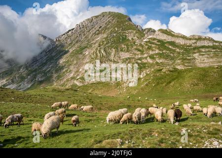 Big Herd of sheeps grazing in mountains. Stock Photo
