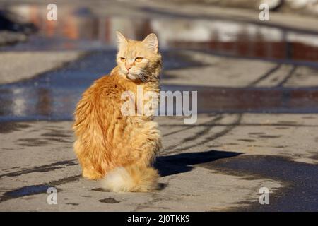 Red cat sitting on a street. Spring sunny weather, wet asphalt Stock Photo