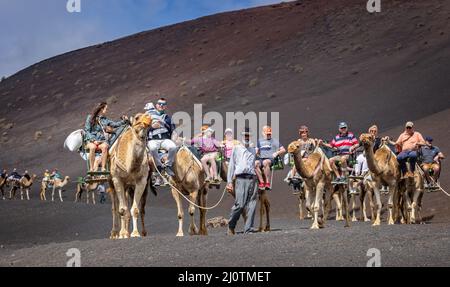 Group of camesl taking tourists for a ride on Lanzarote, Spain on 9 March 2022 Stock Photo