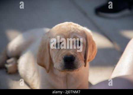 Cute Yellow Labrador Retriever puppy relaxes in the sun Stock Photo