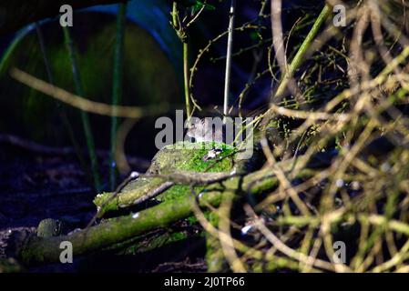 Wood mouse  apodemus sylvaticus Stock Photo