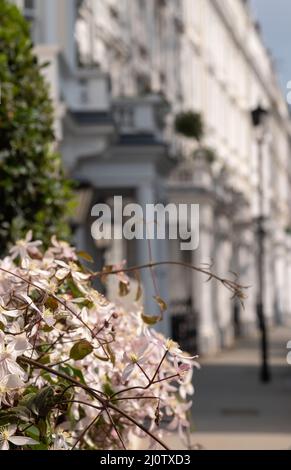 In foreground in focus, pink clematis flowers. In distance, out of focus terraced properties overlooking Cornwall Square in Kensington, London UK Stock Photo