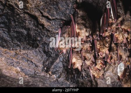 A small brown Caucasian bat sleeps hanging from the ceiling of a rock cave. Small bats in the natural environment Stock Photo