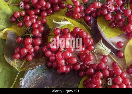 Red bunches of viburnum on autumn leaves Stock Photo
