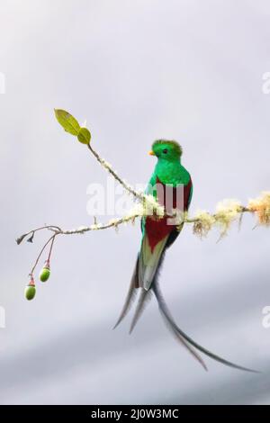 Resplendent quetzal (Pharomachrus mocinno), San Gerardo de Dota, Wildlife and birdwatching in Costa Rica. Stock Photo