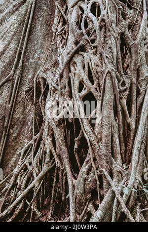 Tangled Fig Tree and tree trunks, Rincon de la Vieja, Province, Costa Rica Stock Photo