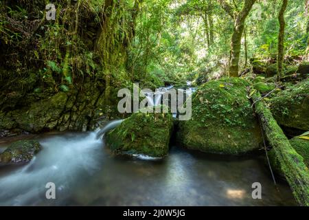 Small wild mountain river Rio Savegre. San Gerardo de Dota, Costa Rica ...