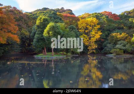 Heike Pond of Genpei ponds at Tsurugaoka Hachimangu shrine. Kamakura. Japan Stock Photo