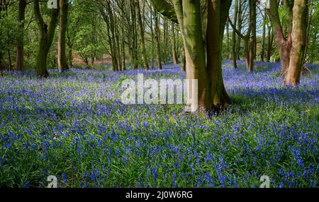 Bluebell Woods Lancashire Stock Photo