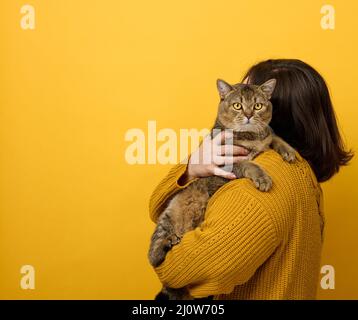 A woman in an orange sweater holds an adult Scottish Straight cat on a yellow background. Love to the animals Stock Photo