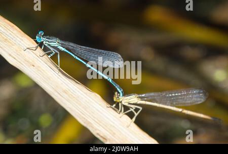 Blue dragonfly Enallagma cyathigerum, common blue damselfly, common bluet, or northern bluet Stock Photo