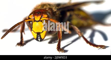 detail of European hornet in latin Vespa crabro isolated on white background Stock Photo